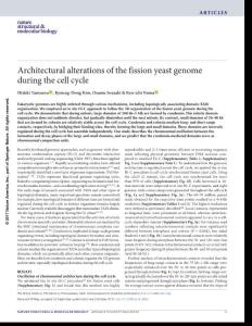 nsmb.3482-Architectural alterations of the fission yeast genome during the cell cycle