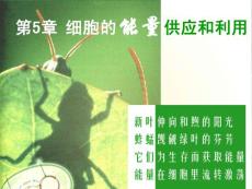 2015-2016学年人教版必修1 降低化学反应活化能的酶 课件(22张）