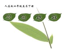 （人美版）四年级美术下册课件 植物写生 ppt4