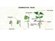 生物專業英語__植物種類和名稱.ppt
