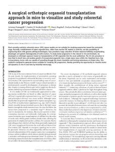 nprot.2017.137-A surgical orthotopic organoid transplantation approach in mice to visualize and study colorectal cancer progression