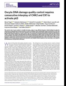 nsmb.2018-Oocyte DNA damage quality control requires consecutive interplay of CHK2 and CK1 to activate p63