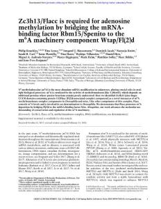 Genes Dev.-2018-Knuckles-Zc3h13:Flacc is required for adenosine methylation by bridging the mRNA- binding factor Rbm15:Spenito to the m6A machinery component Wtap:Fl(2)d