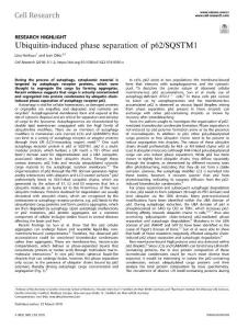 cr.2018-Ubiquitin-induced phase separation of p62-SQSTM1