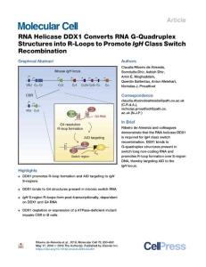 RNA-Helicase-DDX1-Converts-RNA-G-Quadruplex-Structures-into-R-L_2018_Molecul