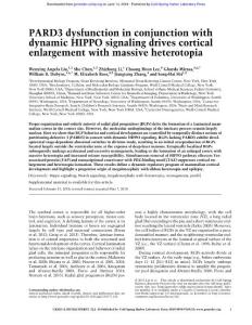 Genes Dev.-2018-Liu-PARD3 dysfunction in conjunction with dynamic HIPPO signaling drives cortical enlargement with massive heterotopia