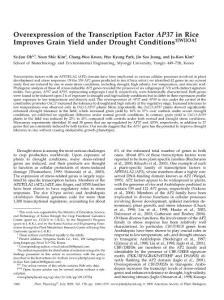 【AP37】Overexpression of the Transcription Factor AP37 in Rice Improves Grain Yield under Drought Conditions