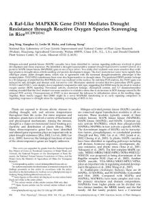 【DSM1】A Raf-like MAPKKK gene DSM1 mediates drought resistance through ROS scavenging in rice