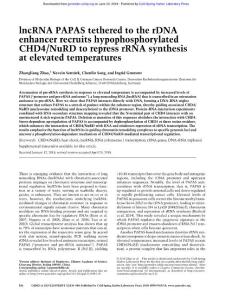 Genes Dev.-2018-Zhao-836-48-lncRNA PAPAS tethered to the rDNA enhancer recruits hypophosphorylated CHD4:NuRD to repress rRNA synthesis at elevated temperatures