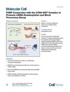 PABP-Cooperates-with-the-CCR4-NOT-Complex-to-Promote-mRNA-Dead_2018_Molecula