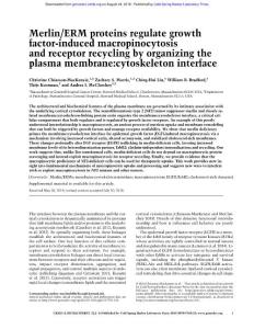 Genes Dev.-2018-Chiasson-MacKenzie-Merlin:ERM proteins regulate growth factor-induced macropinocytosis and receptor recycling by organizing the plasma membrane-cytoskeleton interface