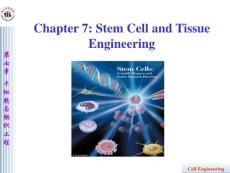 第七章 干细胞与组织工程
