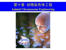第十章 動物染色體工程