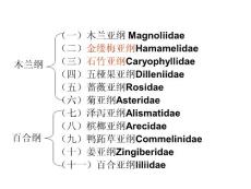 13 金缕梅亚纲-石竹亚纲