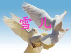 蘇教版課標本第六冊《雪兒》課件