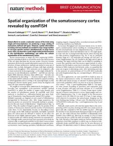 nmeth.2018-Spatial organization of the somatosensory cortex revealed by osmFISH