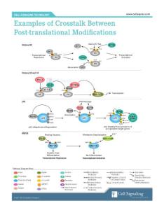 翻譯后修飾信號轉導相互作用通路 Crosstalk_PostTrans
