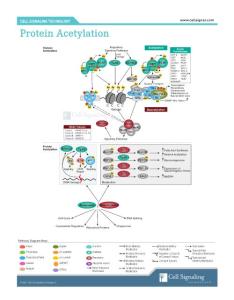 蛋白質乙酰化信號轉導相互作用通路Protein_Acetylation