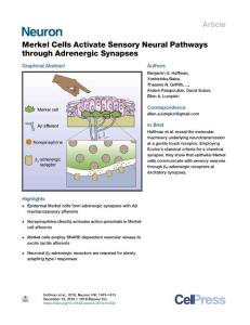 Merkel-Cells-Activate-Sensory-Neural-Pathways-through-Adrenergic-_2018_Neuro