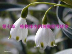 植物生理學第七章植物體內細胞信號轉導