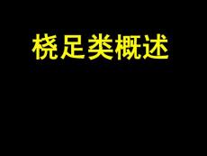 橈足類概述