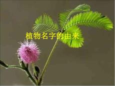 植物名字的由来