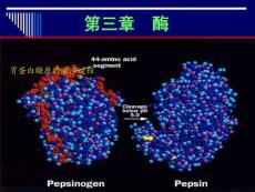 生物化學(xué)-4（酶-1）-2010-10