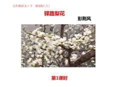 部编统编人教版七年级下册语文 第14课 驿路梨花 PPT课件29