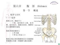 局部解剖学腹部医学精品ppt课件