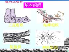 上皮组织精品ppt课件