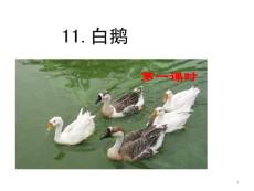 部編統(tǒng)編人教版小學(xué)四年級(jí)下冊語文《15 白鵝》PPT課件25