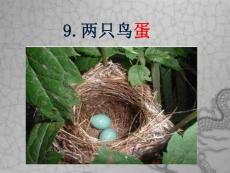 9兩只鳥蛋2