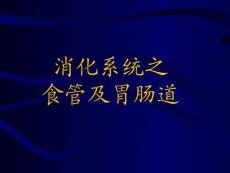 食管及胃腸道X線