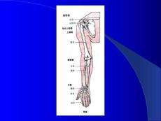 解剖图片上肢