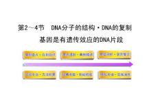 2012高三生物一轮同步辅导课件人教版：必修二第三章第二～四节DNA分子的结构·DNA