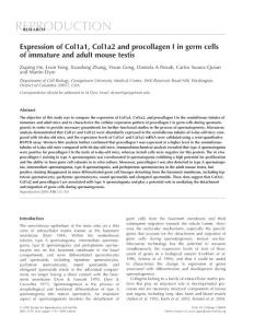 Expression of Col1a1, Col1a2 and procollagen 1 in germ cells of immature and adult mouse testis