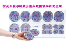 有丝分裂与减数分裂细胞图像辨析及应用