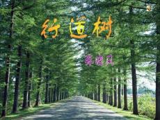 下载人教版初中语文七年级上册7上《行道树》课件ppt