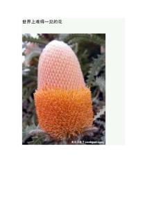 世界上難得一見的花