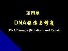 第04章 DNA损伤