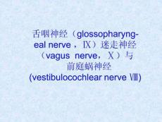 舌咽、迷走神经及前庭蜗神经