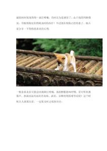 狗狗会得鼻炎吗,得了鼻炎怎么办