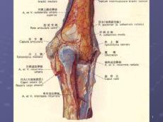 肘关节解剖3