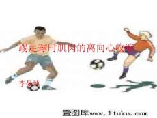 踢足球时肌肉的离向心收缩ppt课件