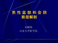 基础医学断层解剖学PPT课件 11_男性盆部和会阴断层解剖