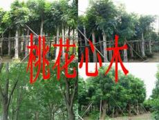 人教新课标六年级语文下册《桃花心木》PPT课件