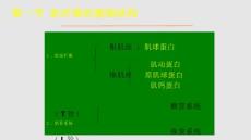 肌肉收缩学习
