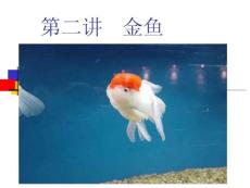 第五章 金魚(yú)養(yǎng)殖