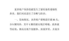 猪传染性萎缩性鼻炎的诊治方法ppt课件