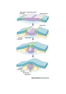 頜面部發(fā)育 神經(jīng)脊
